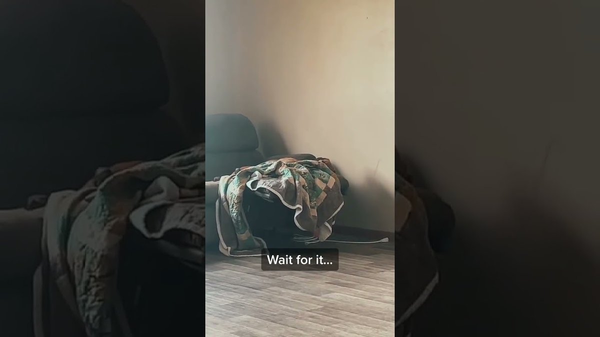 flyingrkennel1's tweet image. German pointers reactions to sounds #germanpointer

source

ift.tt/tYVy3vz instagr.am/p/DSO2fmNDFGu/