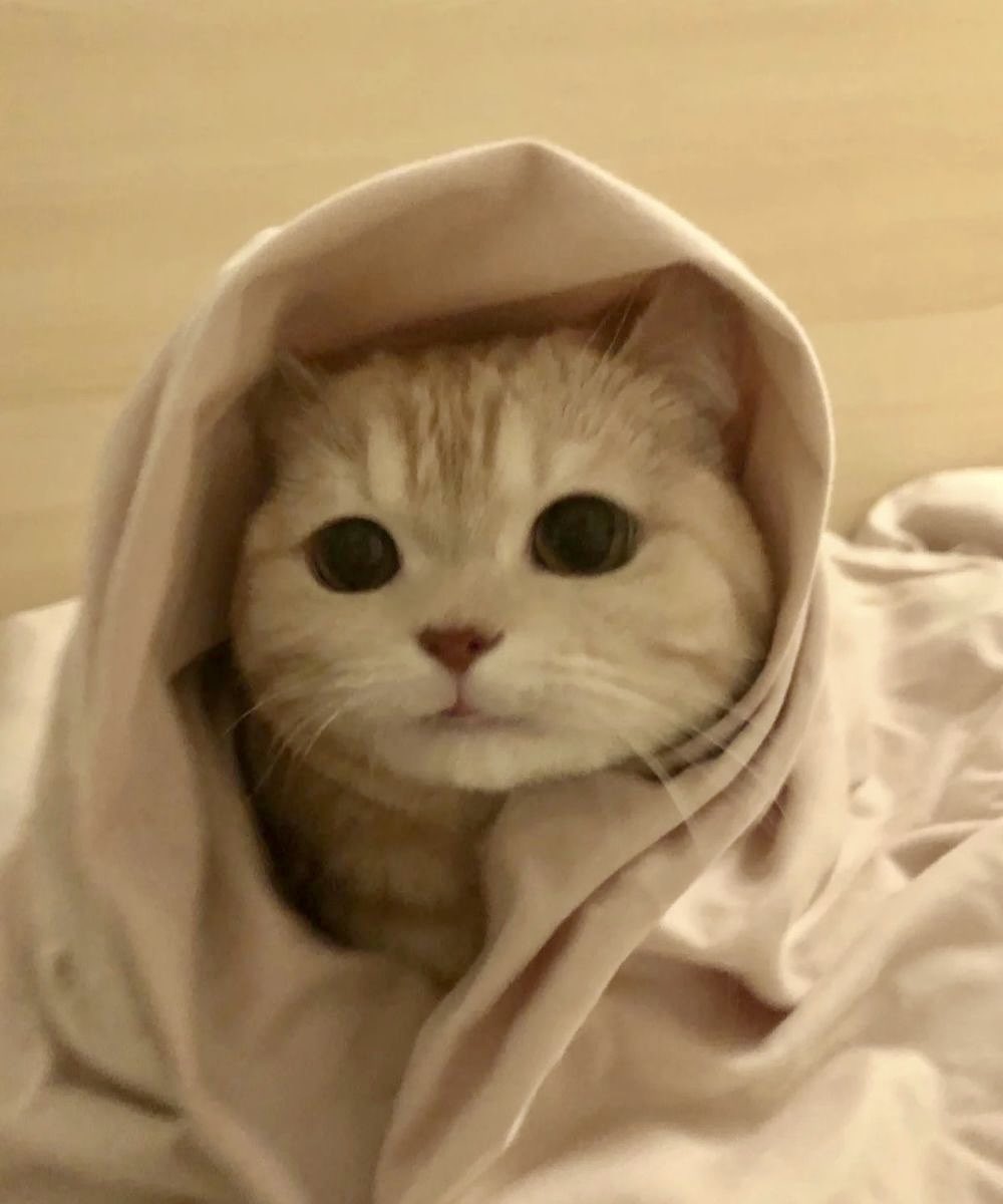 decdaisyy's tweet image. 🤲🏻🥹