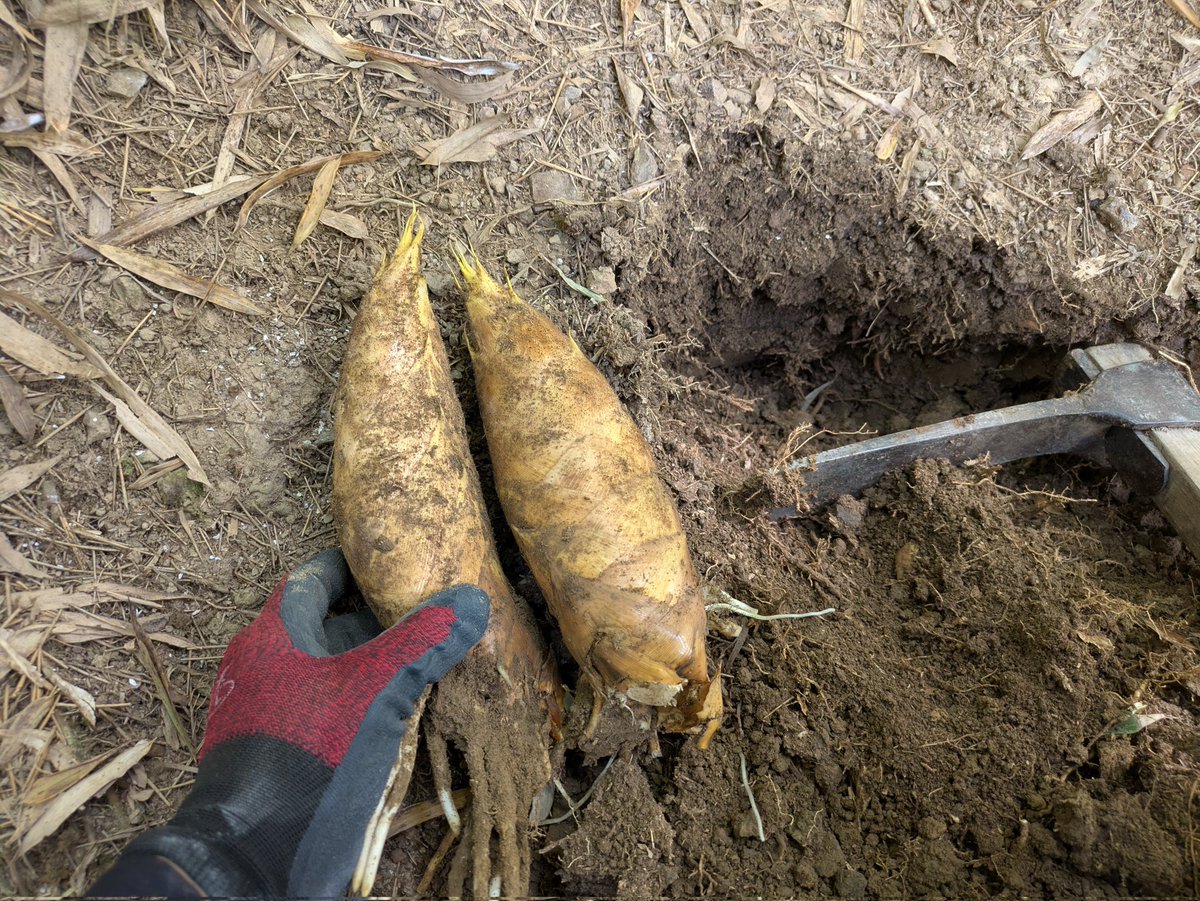 う、美しい…!!