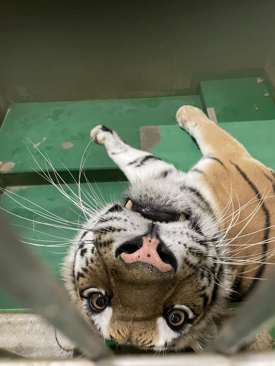 HARUページ Haru (@haru_11) / Posts / X