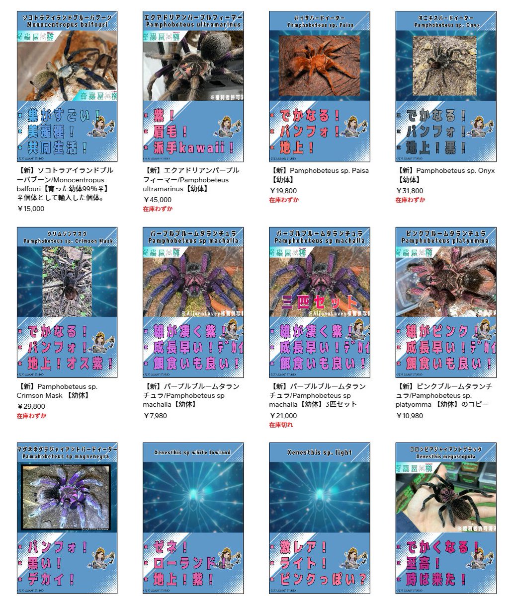 タランチュラ新入荷掲載完了】 今回は冬なので高級種色々入れてみまし