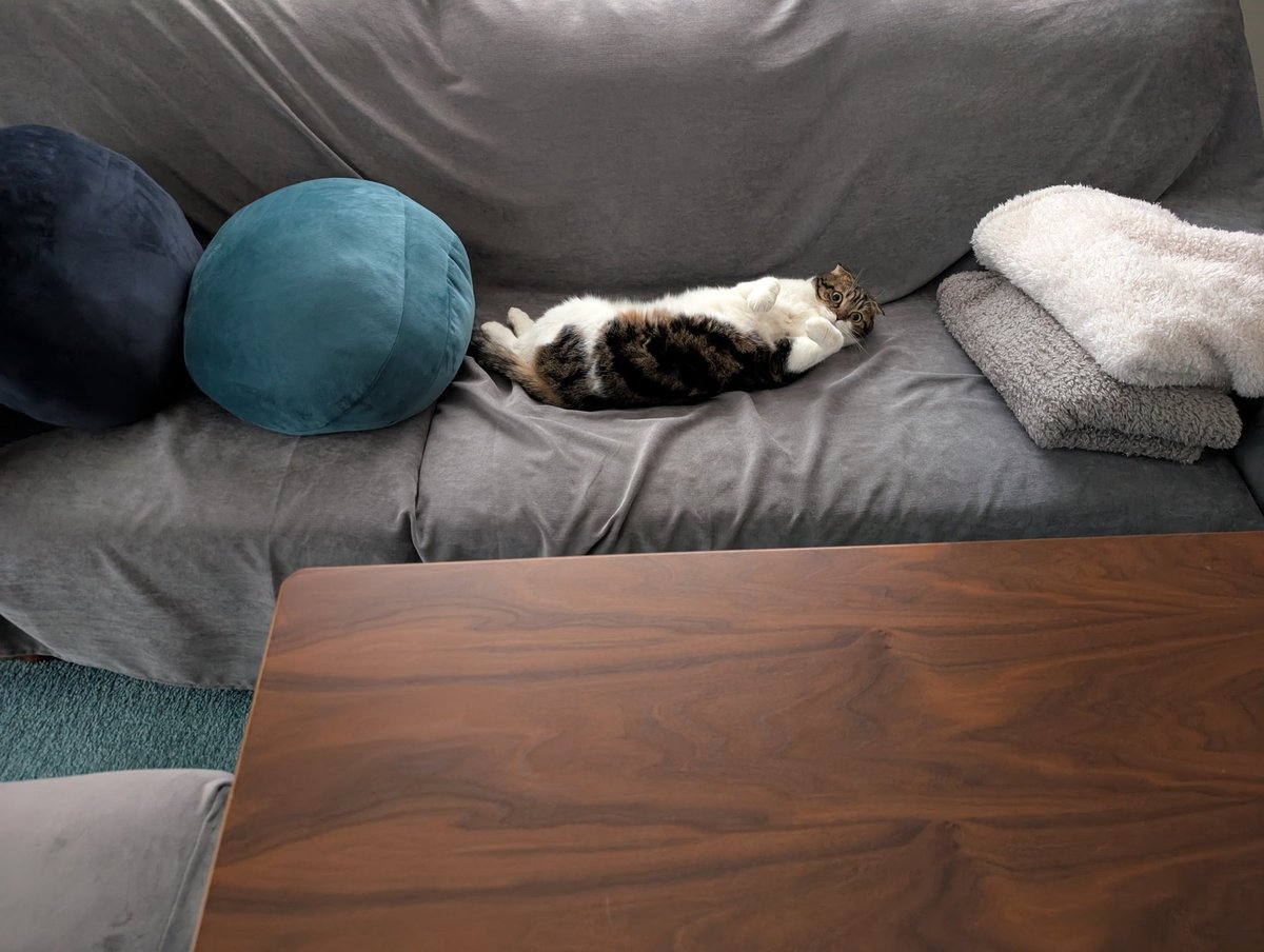 tomoshimura's tweet image. 今日のぷんちゃん😺
お気に入りの新しい爪とぎ☺️✨
くつろいでるなぁ😉