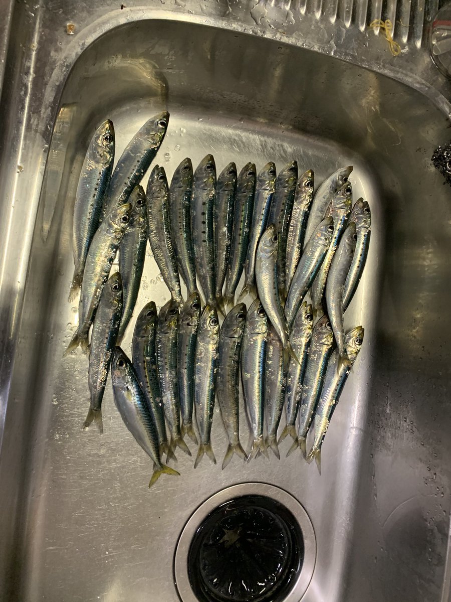 昨日の釣果
イワシバーグにして食べました