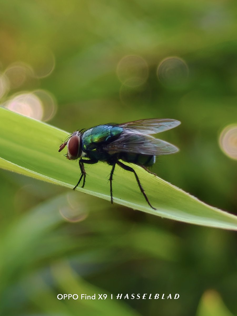 Sivaragunan's tweet photo. Up close, even a fly demands attention.
Captured on OPPO Find X9.

@oppo  @OPPOIndia 

#OPPOCommunity #OPPOFindX9Series #OPPOTechStudio https://t.co/XT1BMksQP8