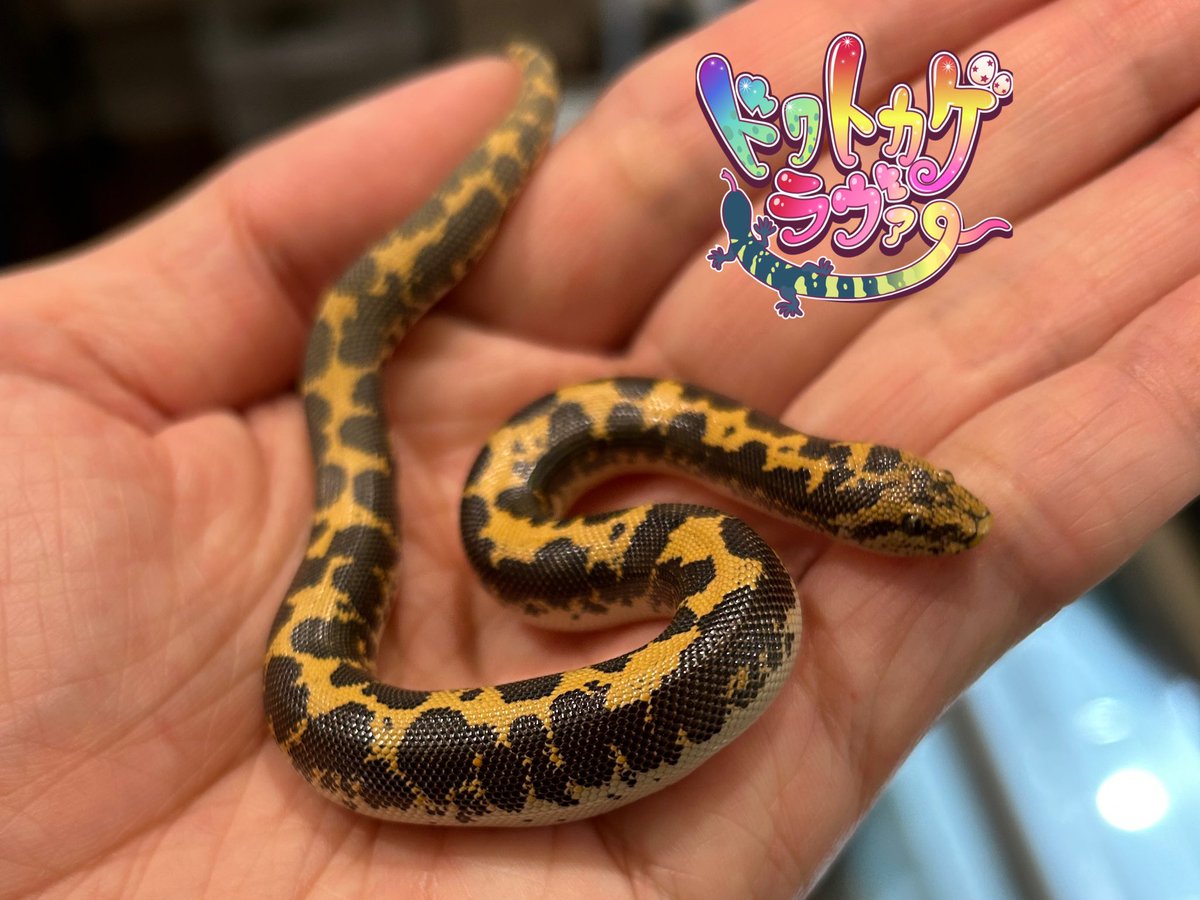 12月21日BO東京出店させていただきます！！！

出品リストなんとなくHPにあげました！！
dokutokage.love

2025年最後、よろしくお願いします！！！！！