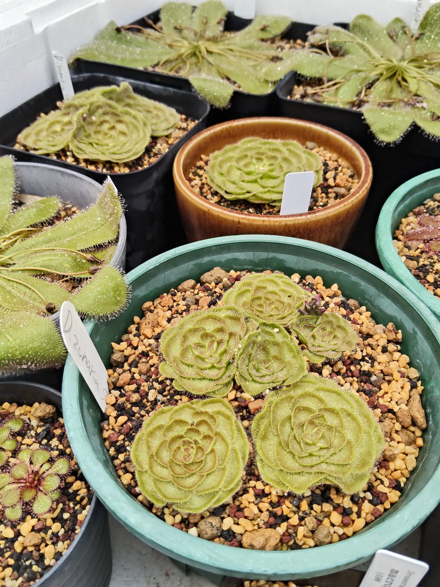 鍵の君 (@kaginokimi0077) / Posts / X