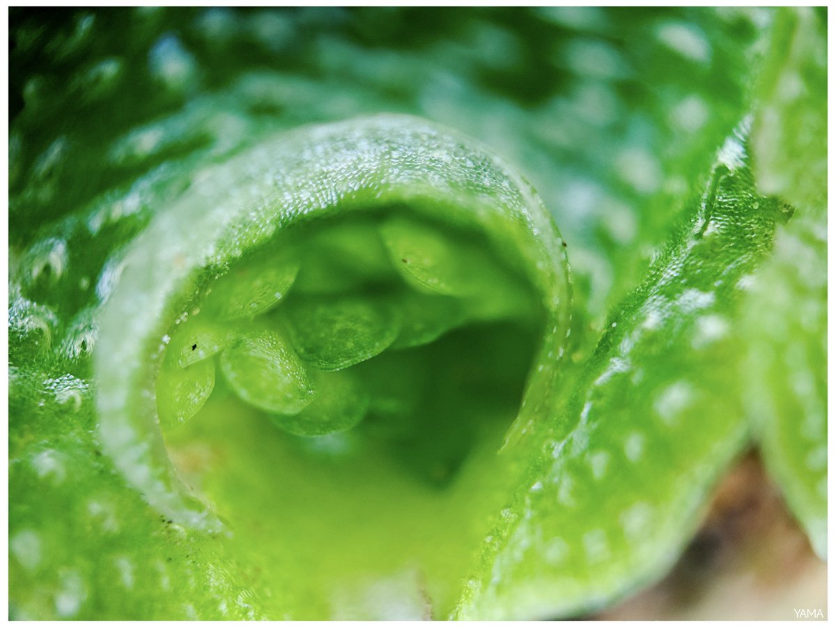 Yama_VP's tweet photo. •Lunularia cruciata 

[Close Up + 300x Macro]

#lunulariacruciata #Marcantiopsida #Epatica #Flora #Apulia #Puglia #FiumeOfanto #Ofanto #WildLife #WildLifePhotography #Plants #Green #Macro #MacroPhotography #Afni #Italia #Italy
#Photography #Yama山 https://t.co/2ECZNKK8xU