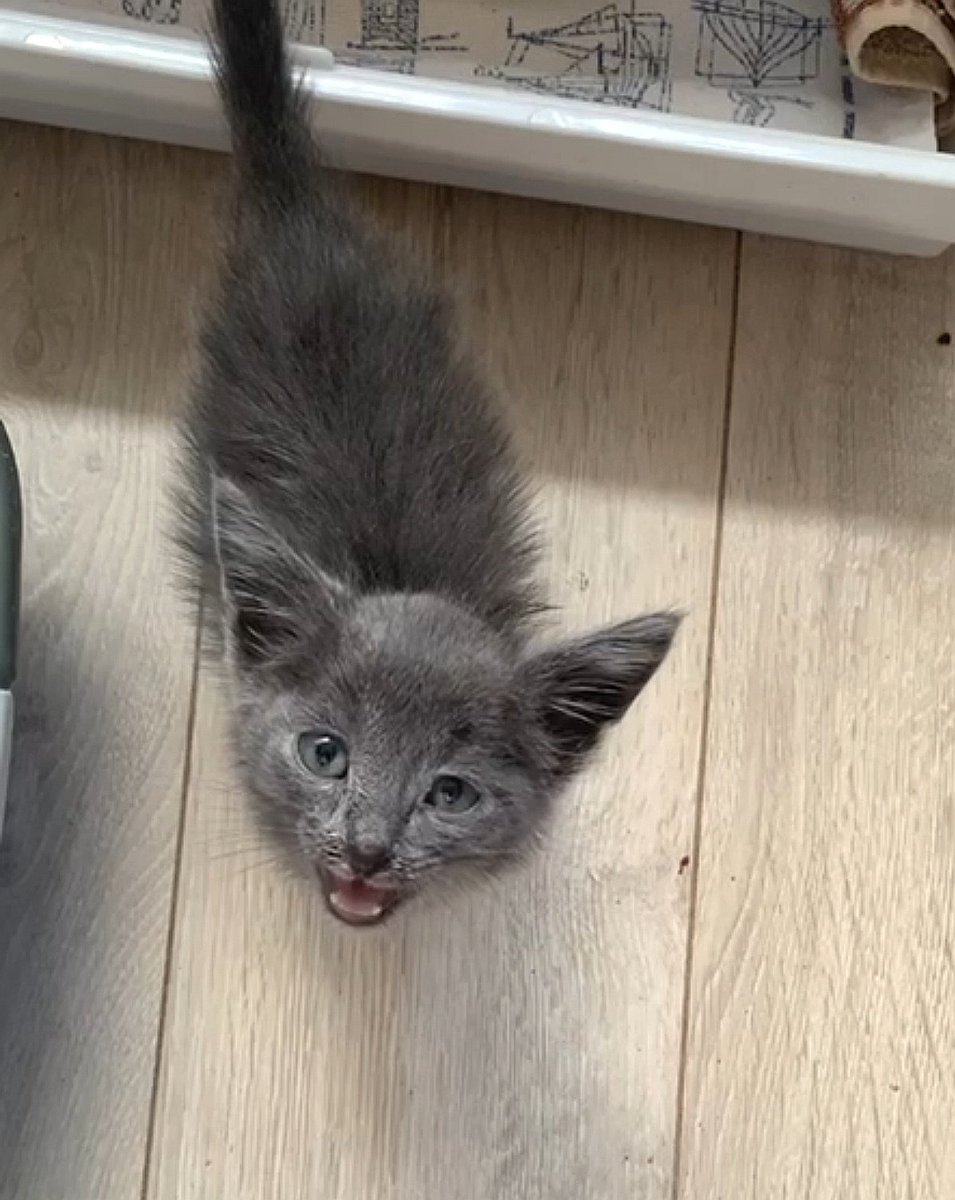 ‼️Ребят, все-таки нужен сбор. Всё очень плохо: один из котят внезапно умер, второй в плачевном состоянии. Но самое страшное даже не это, а то, что по оплошности разных людей (в т.ч моей) котята оказались в одной квартире с непривитыми животными. Да, в клетке, в изоляции, но... >>