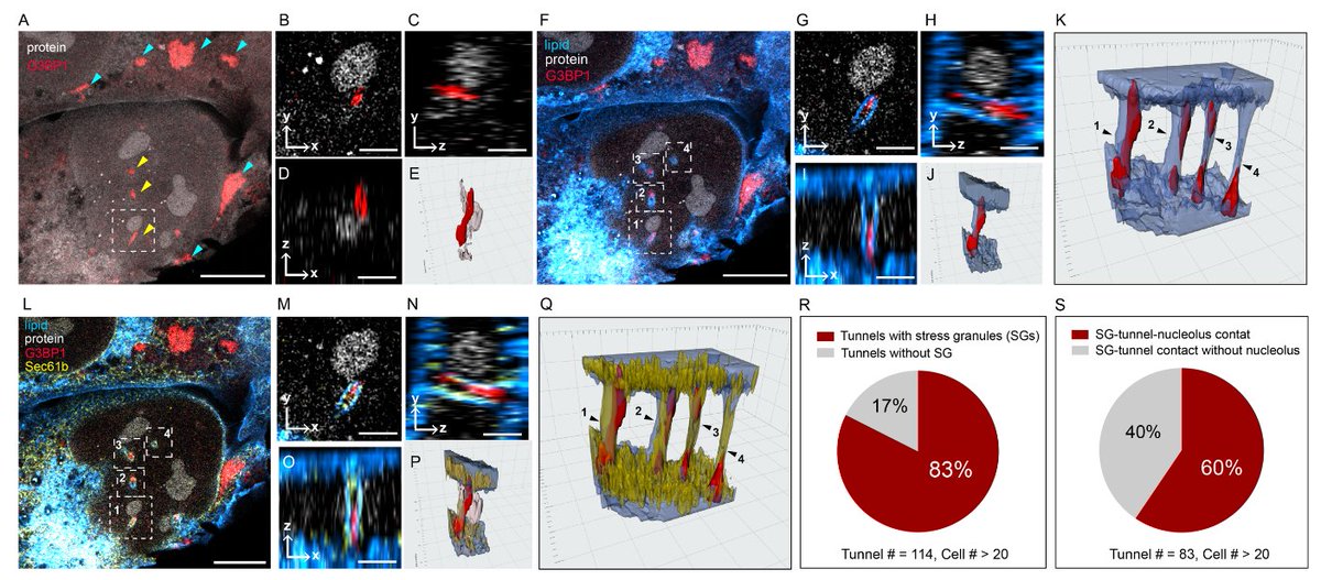 Volodymyr Nechyporuk-Zloy tweet media