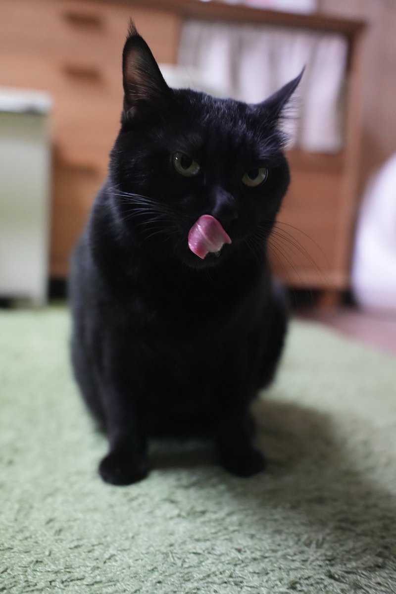 おやつ美味しかったんだけど、ニャン相(人相)が悪い
#猫 #黒猫