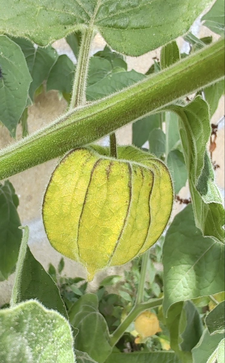 Kastanienzweig's tweet photo. Magical green lanterns in the garden – the Physalis showing its wild beauty before ripening. Pure nature, Nature is the best artist Green Physalis lanterns 🍈
#Physalis #NaturePhotography #GreenLanterns #CapeGooseberry #GardenVibes #NatureLovers #BotanicalBeauty #Naturschönheit https://t.co/tWkuUJlMBY
