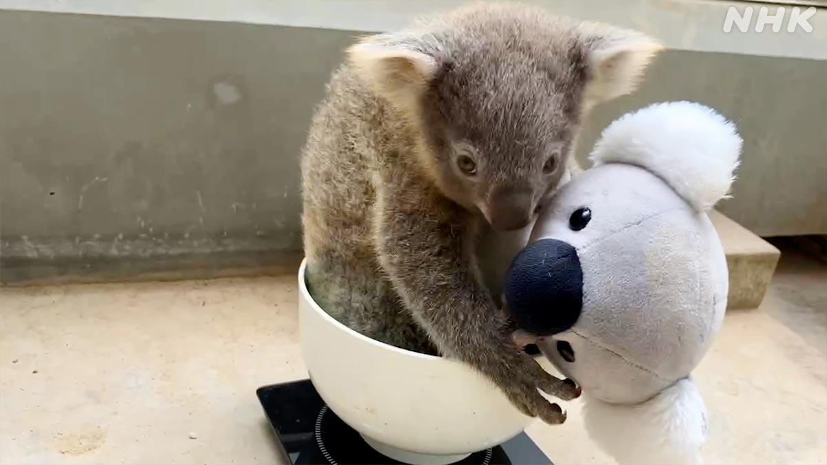 ダーウィンが来た ！はじまります！ 今年もやってきましたよ、 年に