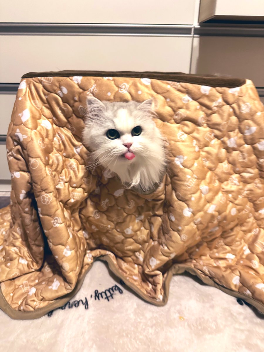 ネコランド (@NEKOLAND13) / Posts / X