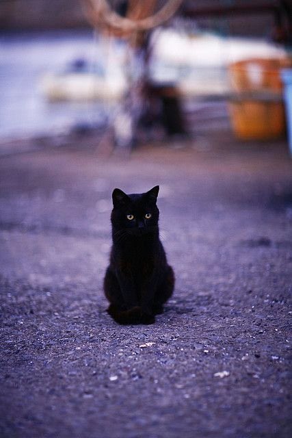 floydylan's tweet image. I watched with glee while your Kings and Queens fought for ten decades for the gods they made.