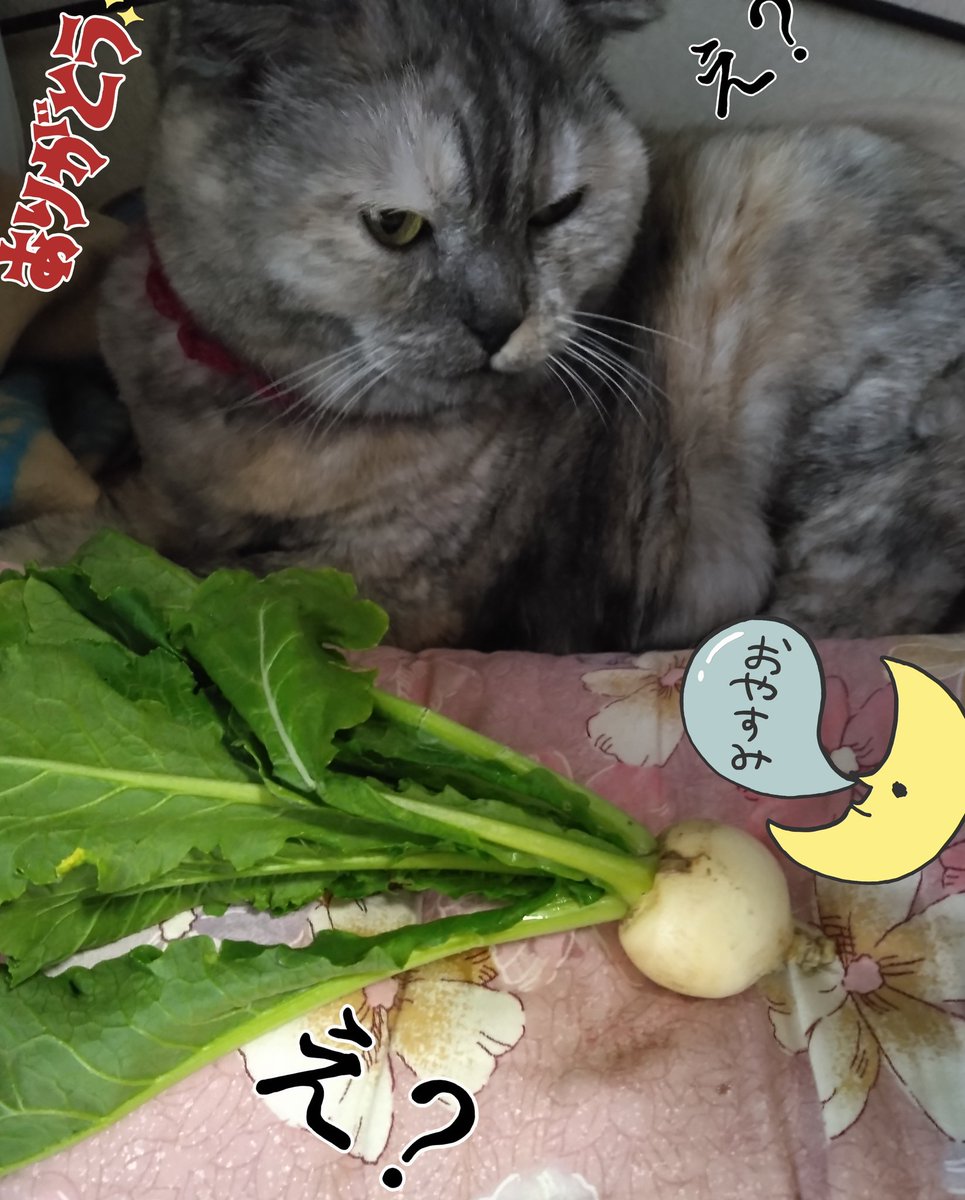 SAKUちゃん (@SakuraYnkk1) / Posts / X