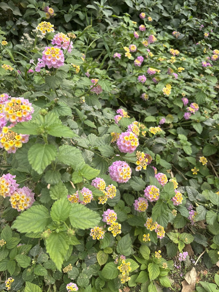 ofluf's tweet image. حلوة 💗