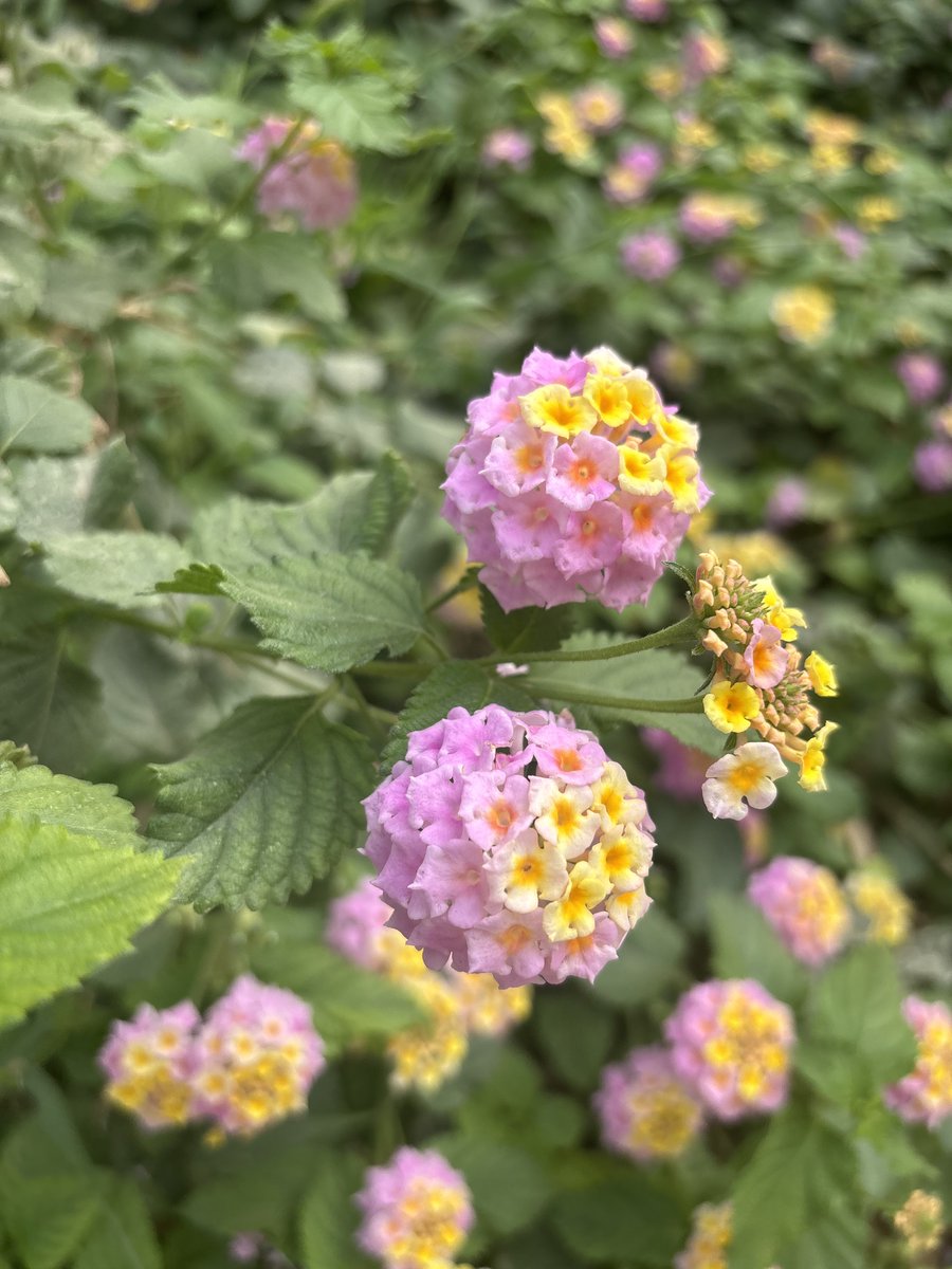 ofluf's tweet image. حلوة 💗