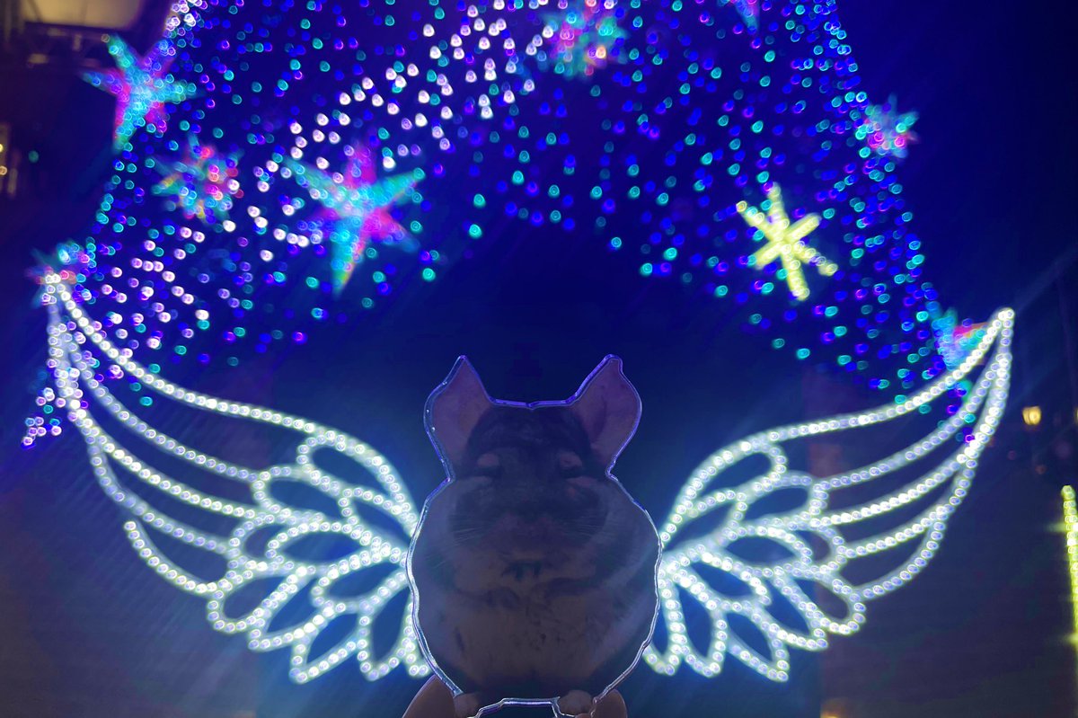 poco___a_poco's tweet photo. かわいい🫶 https://t.co/0bjJFsBG6J