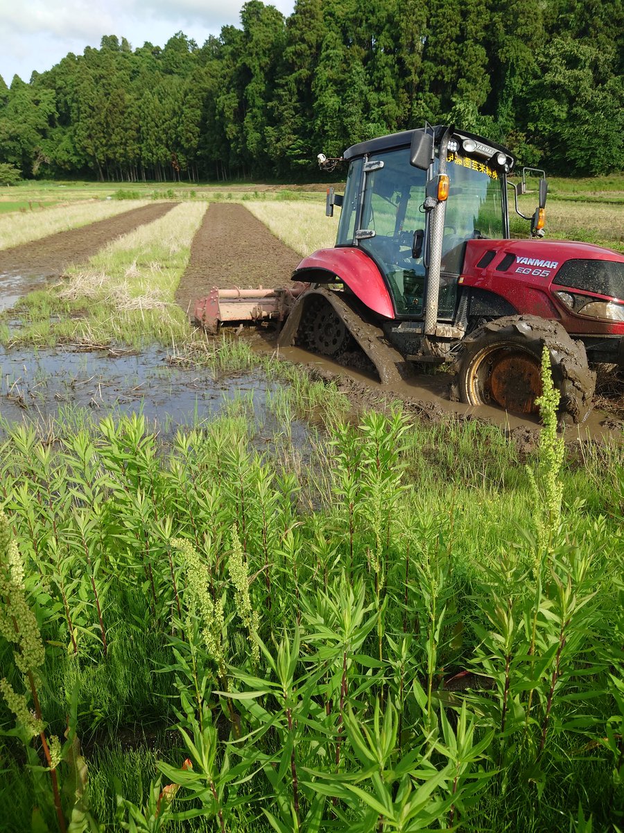 ジャンボタニシくん大尉 (@shinblock_) / Posts / X