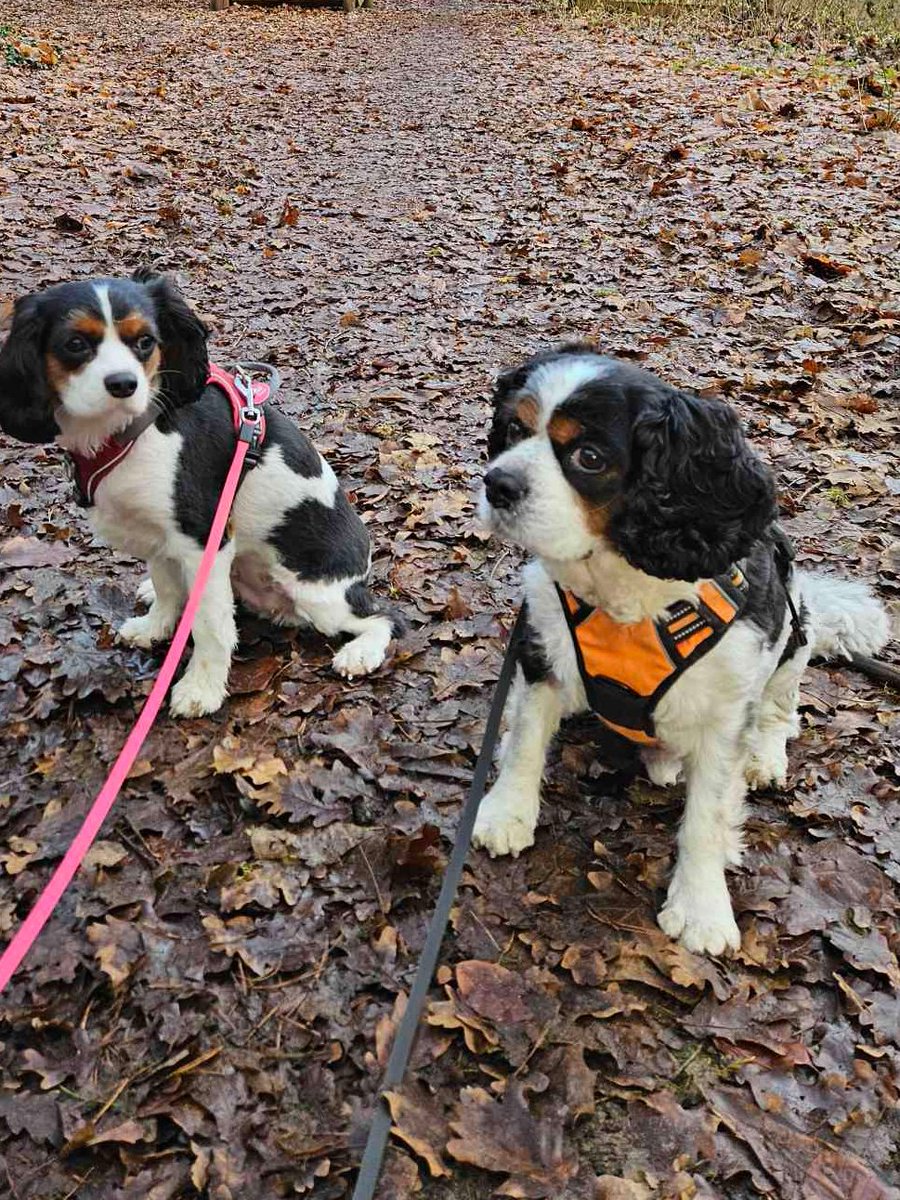 PlunderedLegacy's tweet photo. #dogposting update https://t.co/ojMFhiOJEm