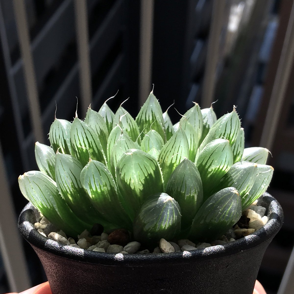 キネ@CrystalPlants (@crystalplants23) / Posts / X