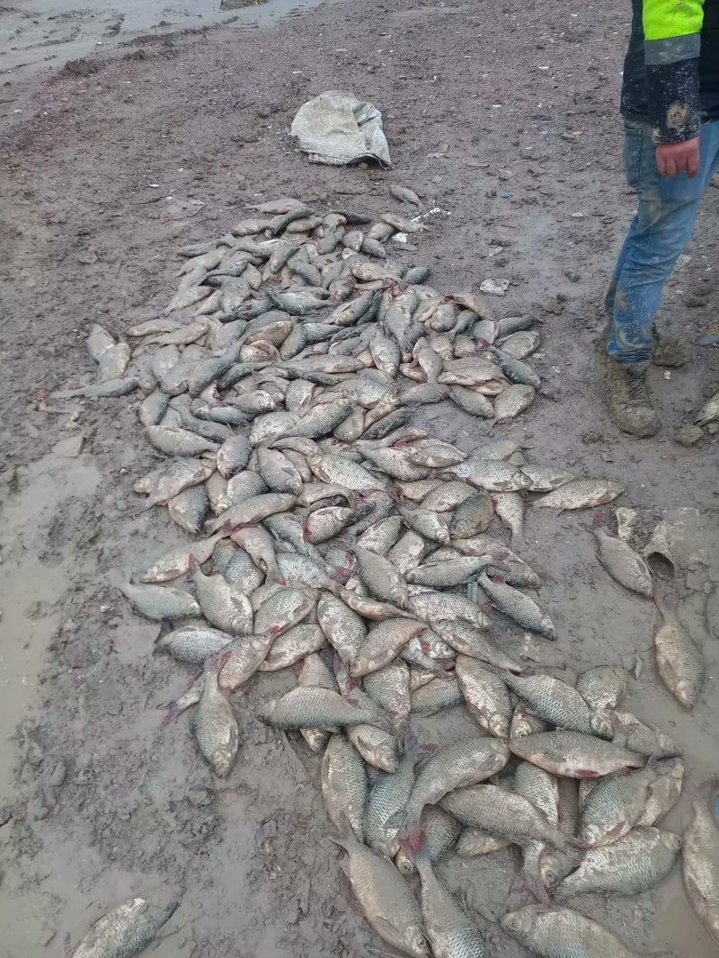 İçler acısı görüntüler bunlar:
Fütursuzca ve barbarca gerçekleştirilen büyük bir katliam bu!
Neredesiniz ey "çevreci" geçinen örgütler? Sırra kadem mi bastınız?