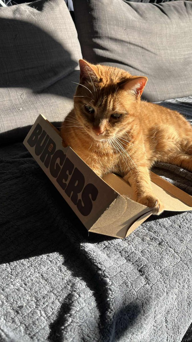 Simoran0's tweet photo. @BurgerKingFR Vous n'avez pas une boîte plus grande pour mon chat ? https://t.co/eUb0viJIsM