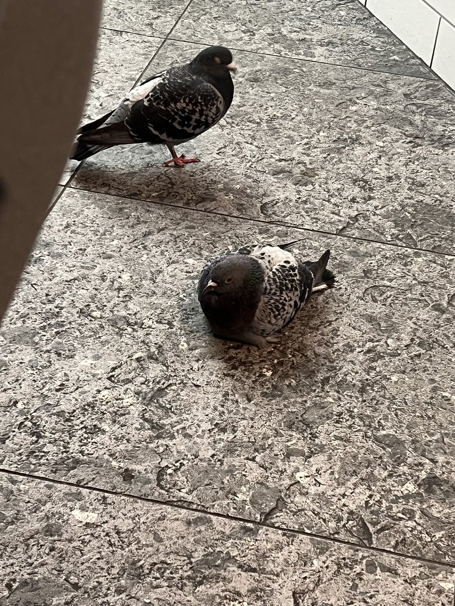 WilBurns04's tweet photo. Pigeon hate is so forced look at these babies https://t.co/84rUgC8bRP