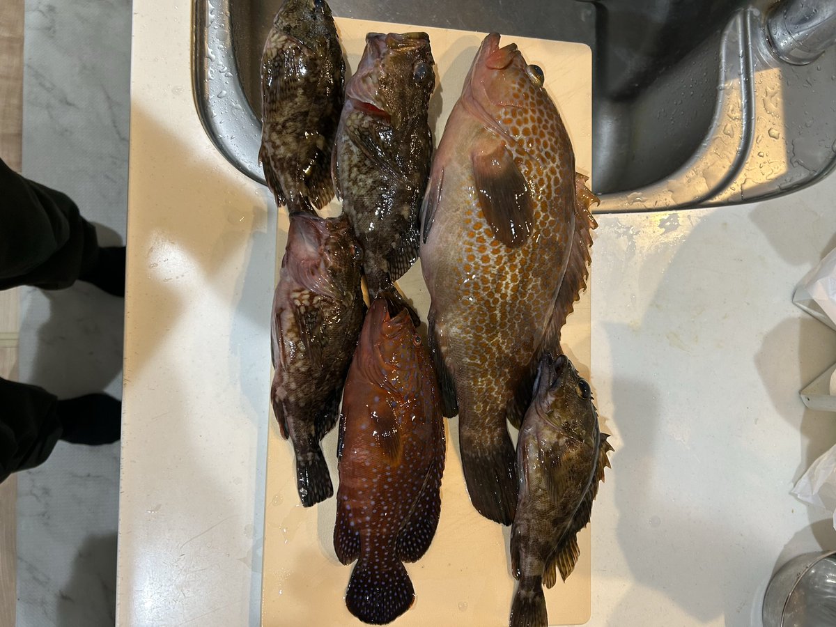 jujumarup's tweet image. 今日は子供と晩御飯を求めて釣り🎣に😁色々釣れたけど、最後に上の子が化け物キジハタ釣ってテンション最高潮😆今日の晩御飯釣れて良かった😅ww