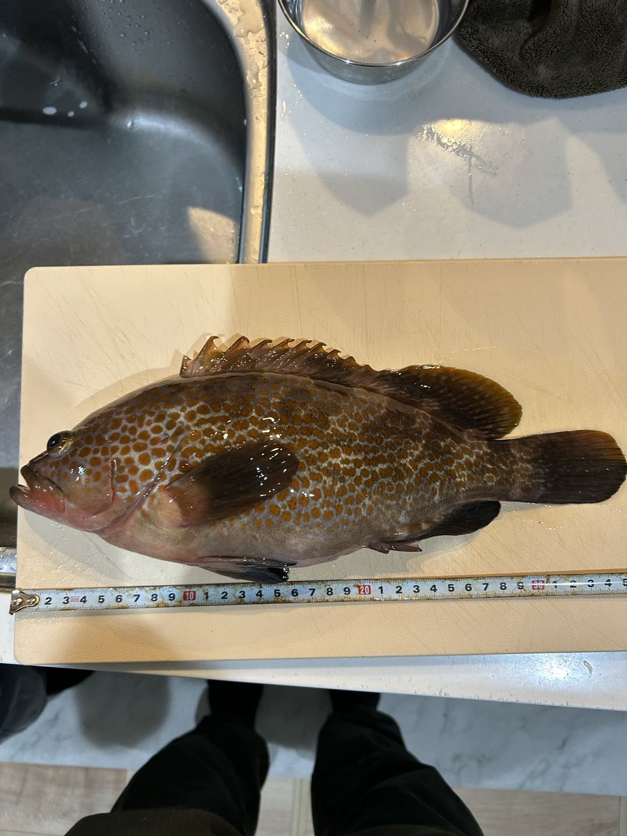 jujumarup's tweet image. 今日は子供と晩御飯を求めて釣り🎣に😁色々釣れたけど、最後に上の子が化け物キジハタ釣ってテンション最高潮😆今日の晩御飯釣れて良かった😅ww