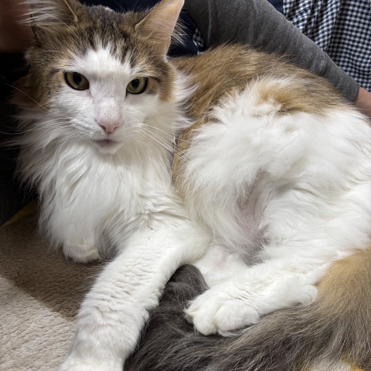 おそにゃん🌙 ママにべったり甘えんぼ小太郎😽 #猫