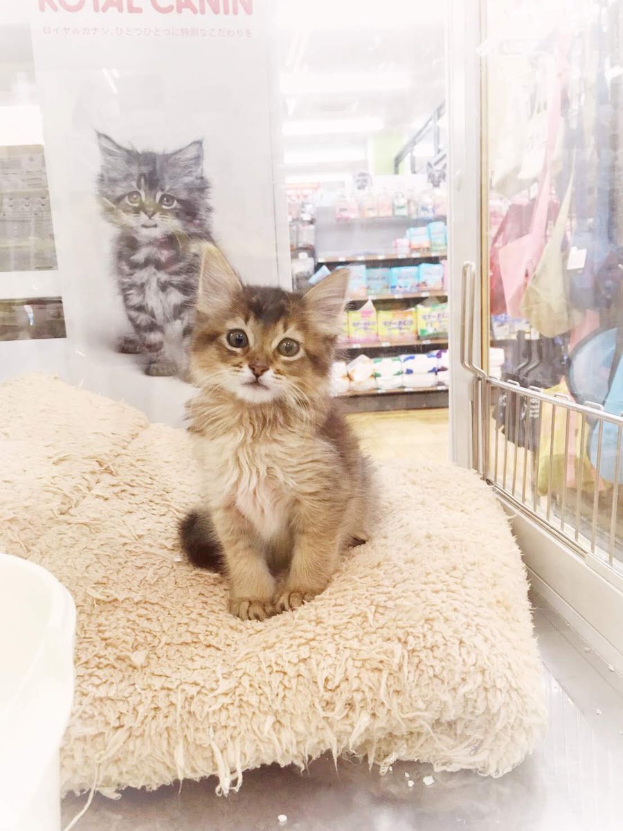 週休8日の猫吸い (@8VA64ArRkX7nOHE) / Posts / X