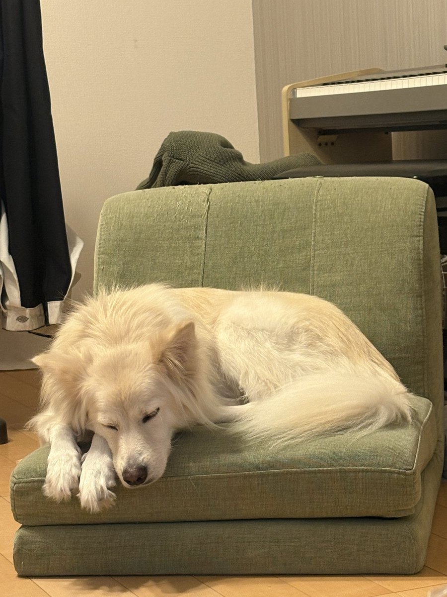 🌳ぱぱぱんだpandora【公式】🌳 (@papapandapandra) / Posts / X