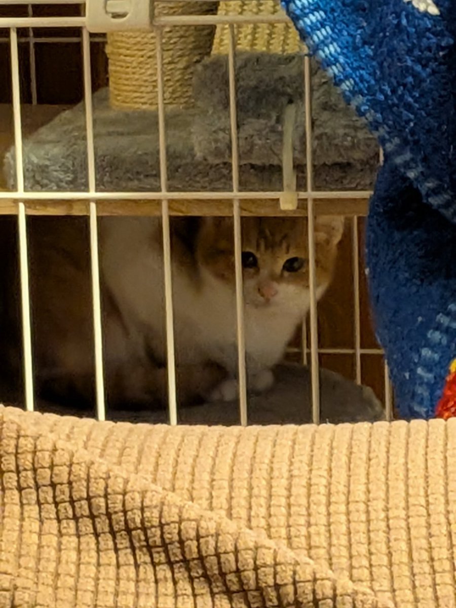 hypermaomao's tweet photo. 本日、保護猫さんがやって来ました。
２週間のトライアルの始まりです。
今まではお兄と一緒、今日からは一人ぼっち。
全く違う環境で怯えています。
早速「シャー🤬」いただきました。 https://t.co/n0OacWM5iQ
