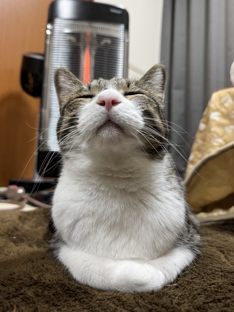 ぎんのねこ (@ginnonekoch) / Posts / X