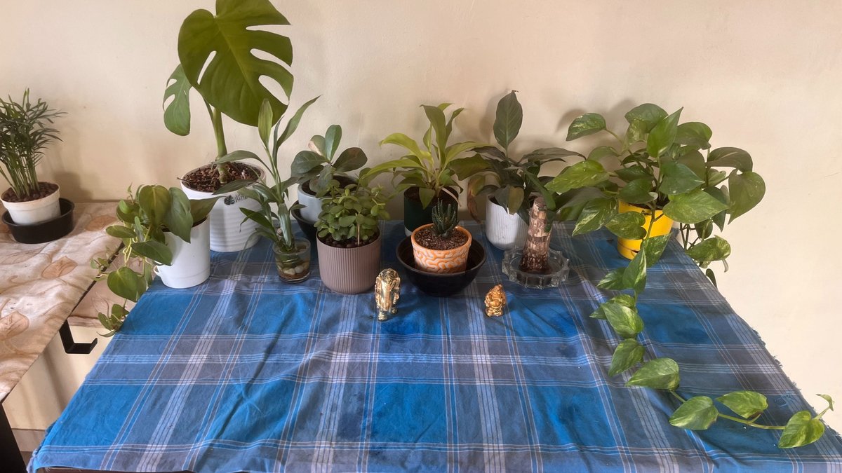IyerVigneshR's tweet photo. Unpopular opinion: your desk needs at least 10 plants to be productive.
Currently building mine. Here's the chaos before the calm 👇
#desksetup  #houseplants #WFH https://t.co/KpJBFxSZKP