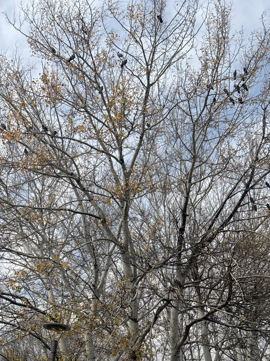 #altınpark #doganınsesi #huzur #cennet