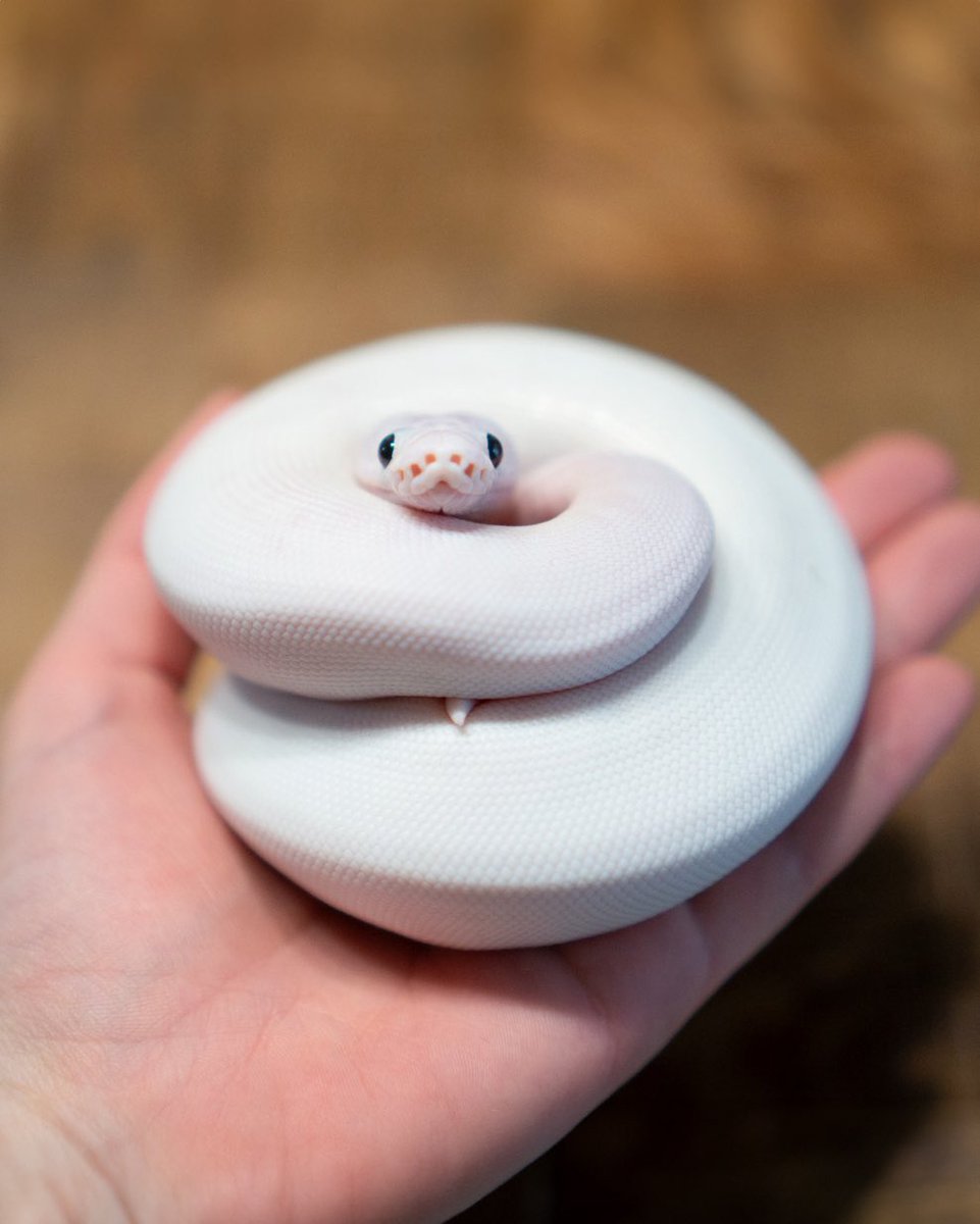 ポンタ_C107.12/31水.東7_C42b賜われました(∩´∀｀)∩ﾜｰｲ