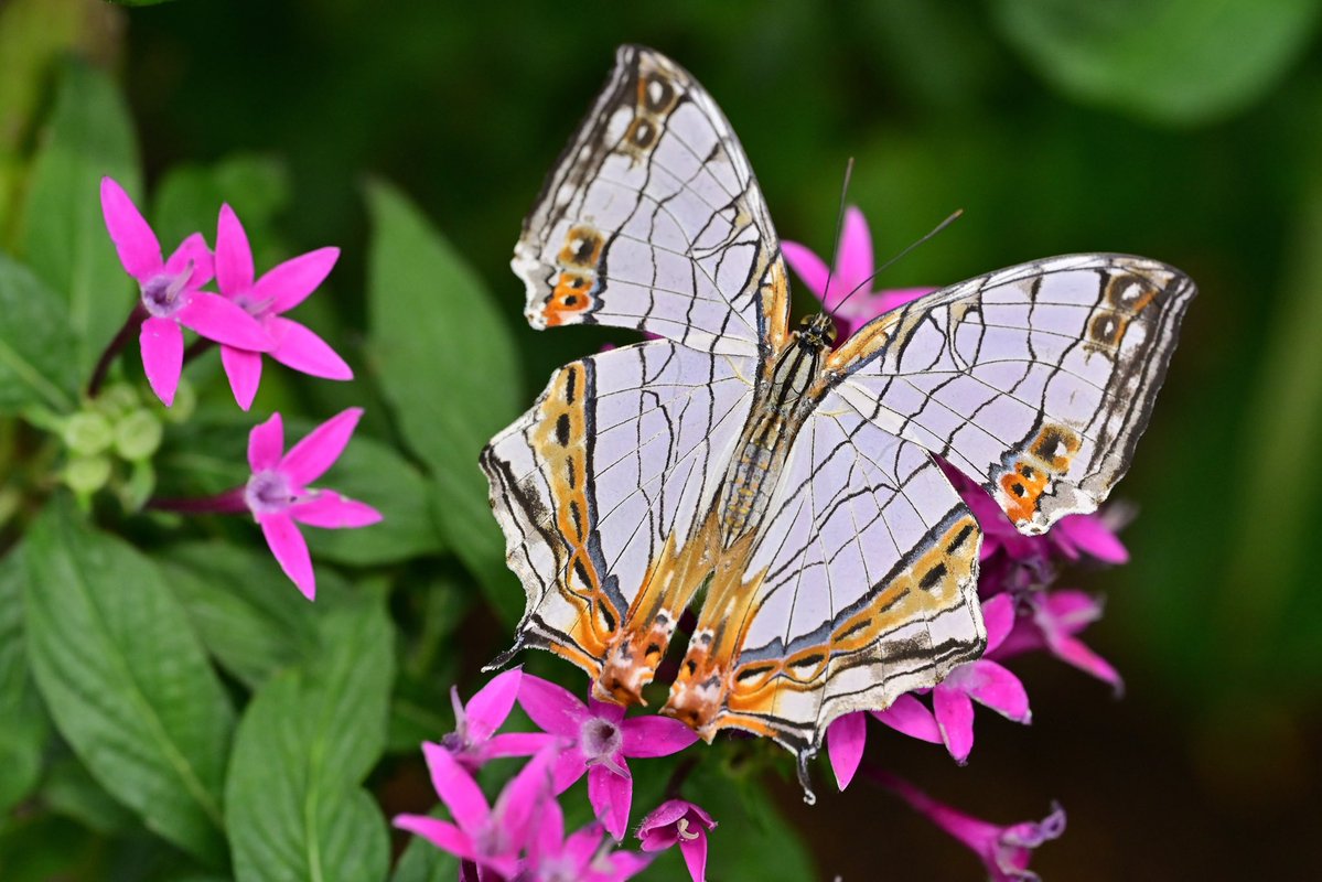 イシガケチョウ🦋🤗🦋2025.3 蝶の温室・多摩動物公園 #nikonz #昆虫