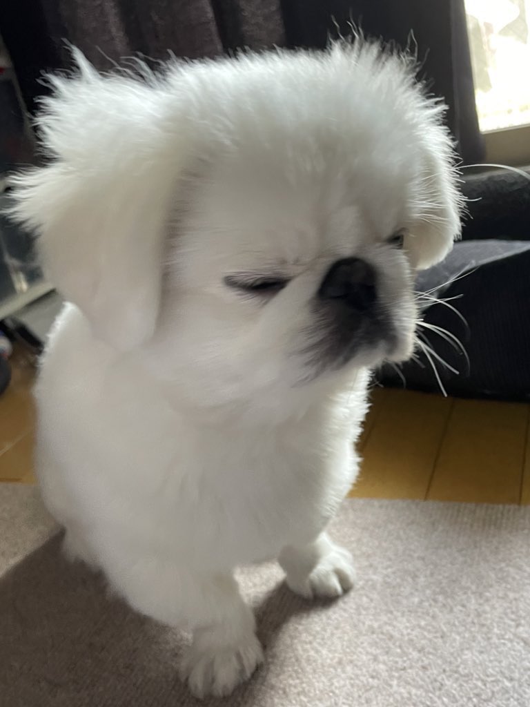 牛頭丸　ペキニーズ しらたま@ペキニーズ (@shiratama_peki) / Posts / X