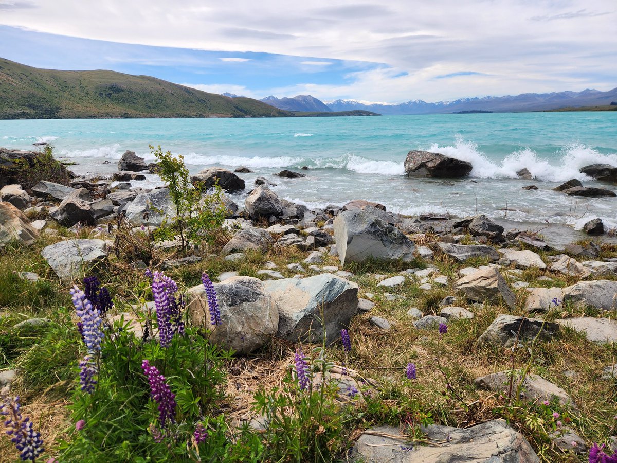 Lupines are an invasive threat to the natural ecology here... but damn if they aren't visually incredible in this scenery. 

"If looks could kill"... literally...