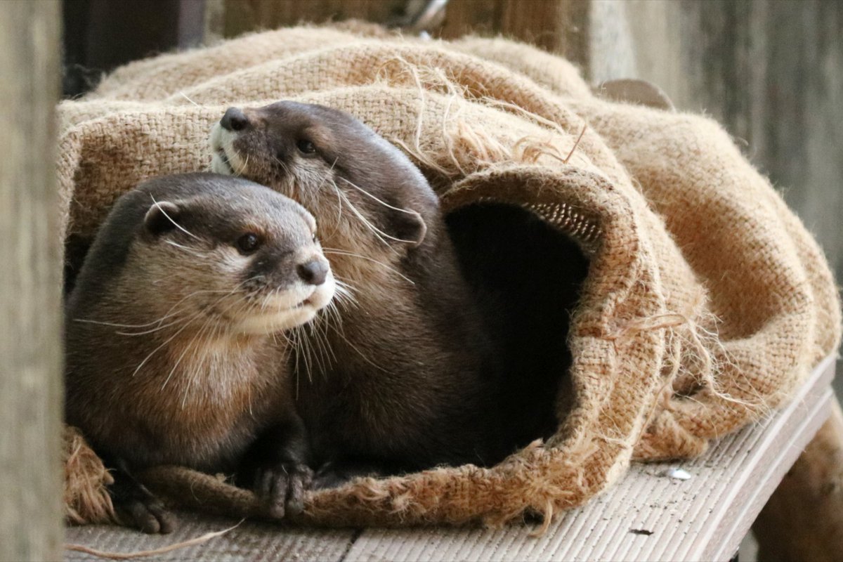 可愛すぎる😍💕
たまたまタイミングが合ってラッキーで撮れた一枚📷️
#チャチャ
#ガク
#コツメカワウソ
#上野動物園