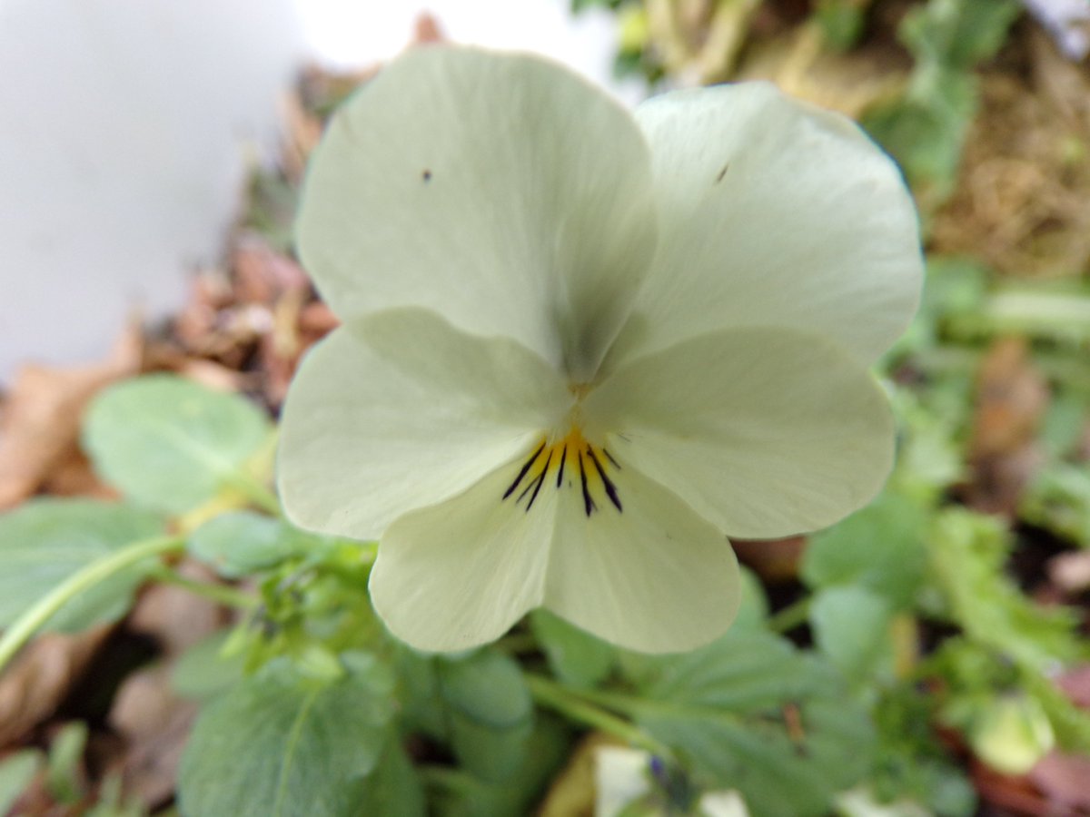 Mon Dimanche " Fleur blanche "...  Fleur d'hiver 📸
Pour tous ceux qui souffrent, Pensées sincères...
Nous pourrions être si heureux sur notre belle Terre...🩶