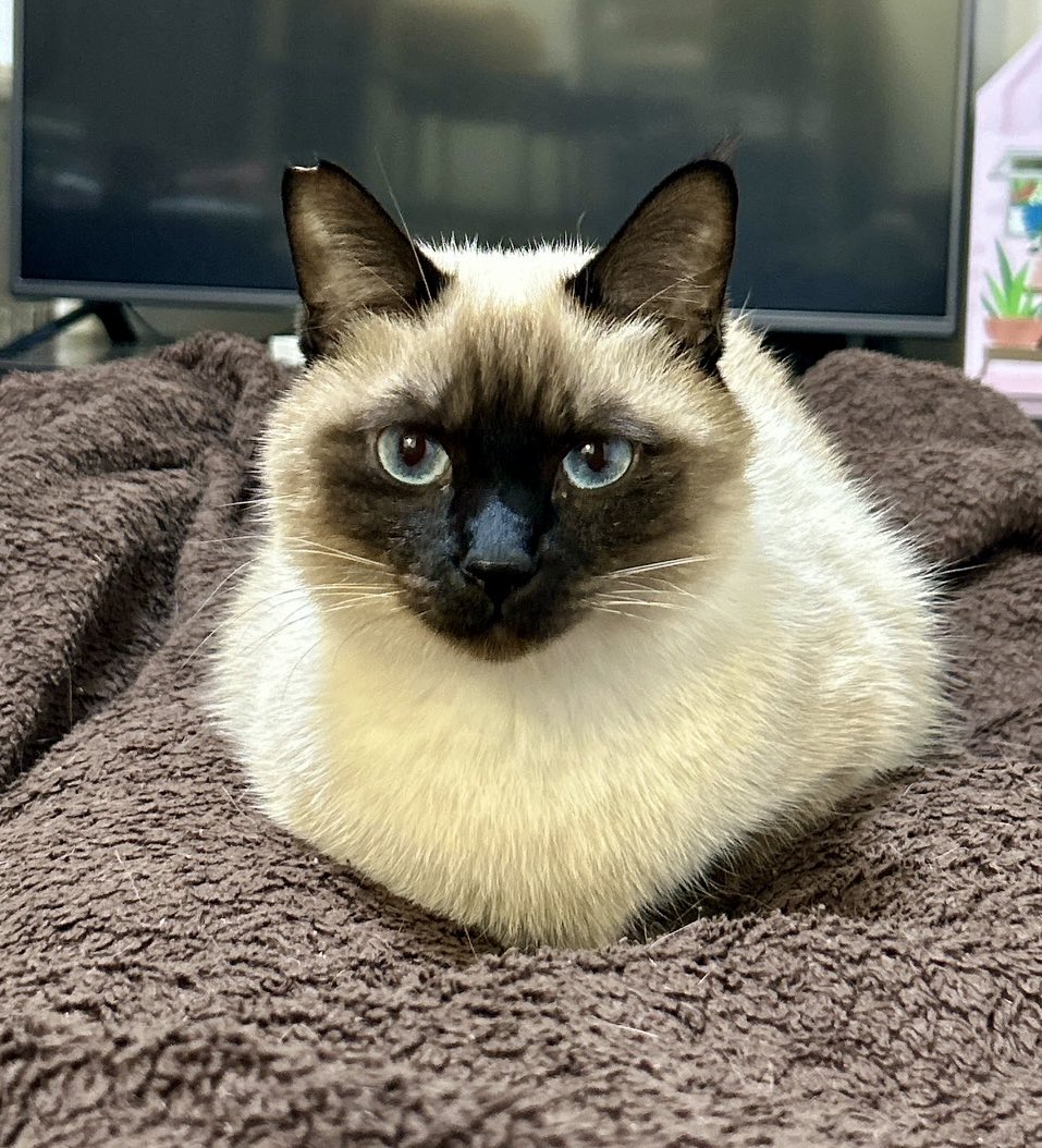 サビ猫サラミ&シャム猫ナッツ (@sarami_0724) / Posts / X