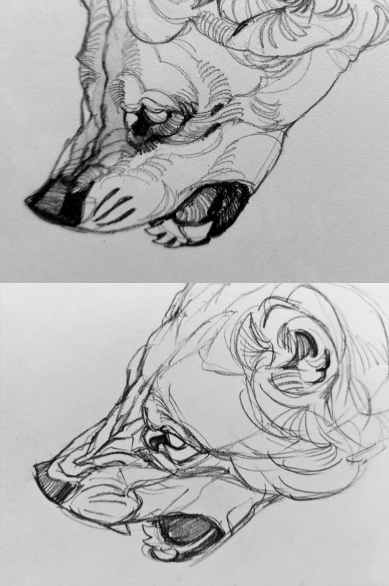 tinylittlefox1's tweet image. 同一参考的两种画法