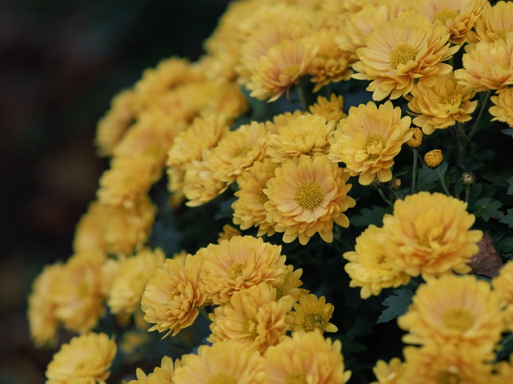 可憐に咲く菊の花🌼 #神戸市立森林植物園 OLYMPUS PEN Lite E-PL6 M