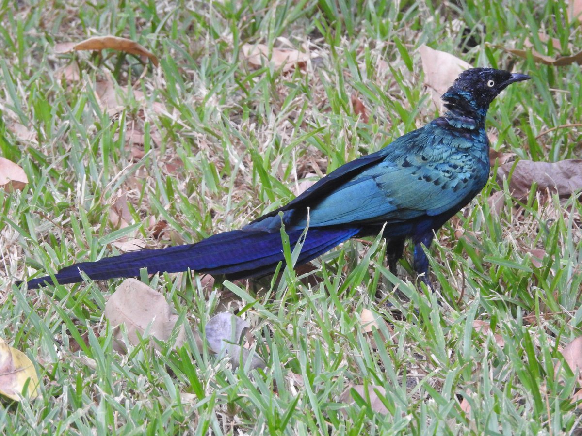 Alan Ball tweet media