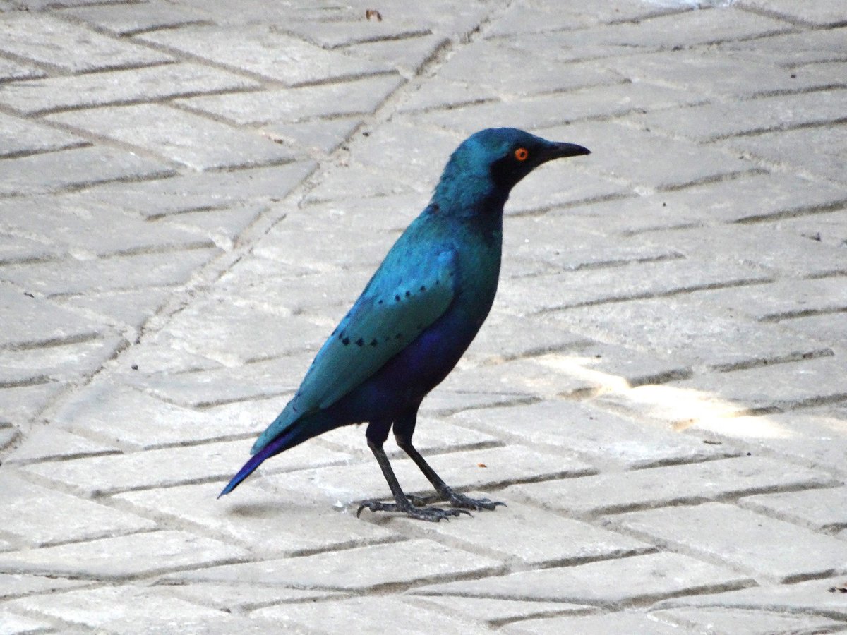 Alan Ball tweet media