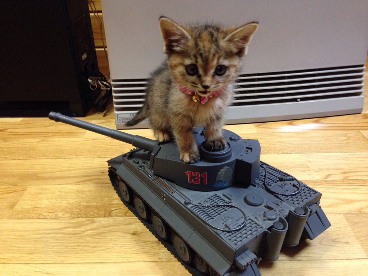 しんたま (@_tama_tama_RX) / Posts / X