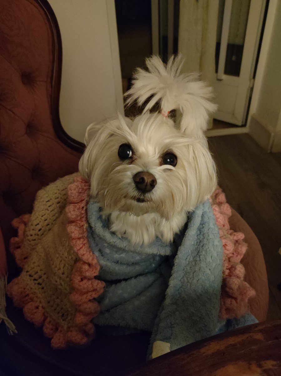 mp_conn's tweet image. #FelizDomingo 🎄☃️🤶🏼